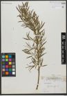 Foto von Salix viminalis L.